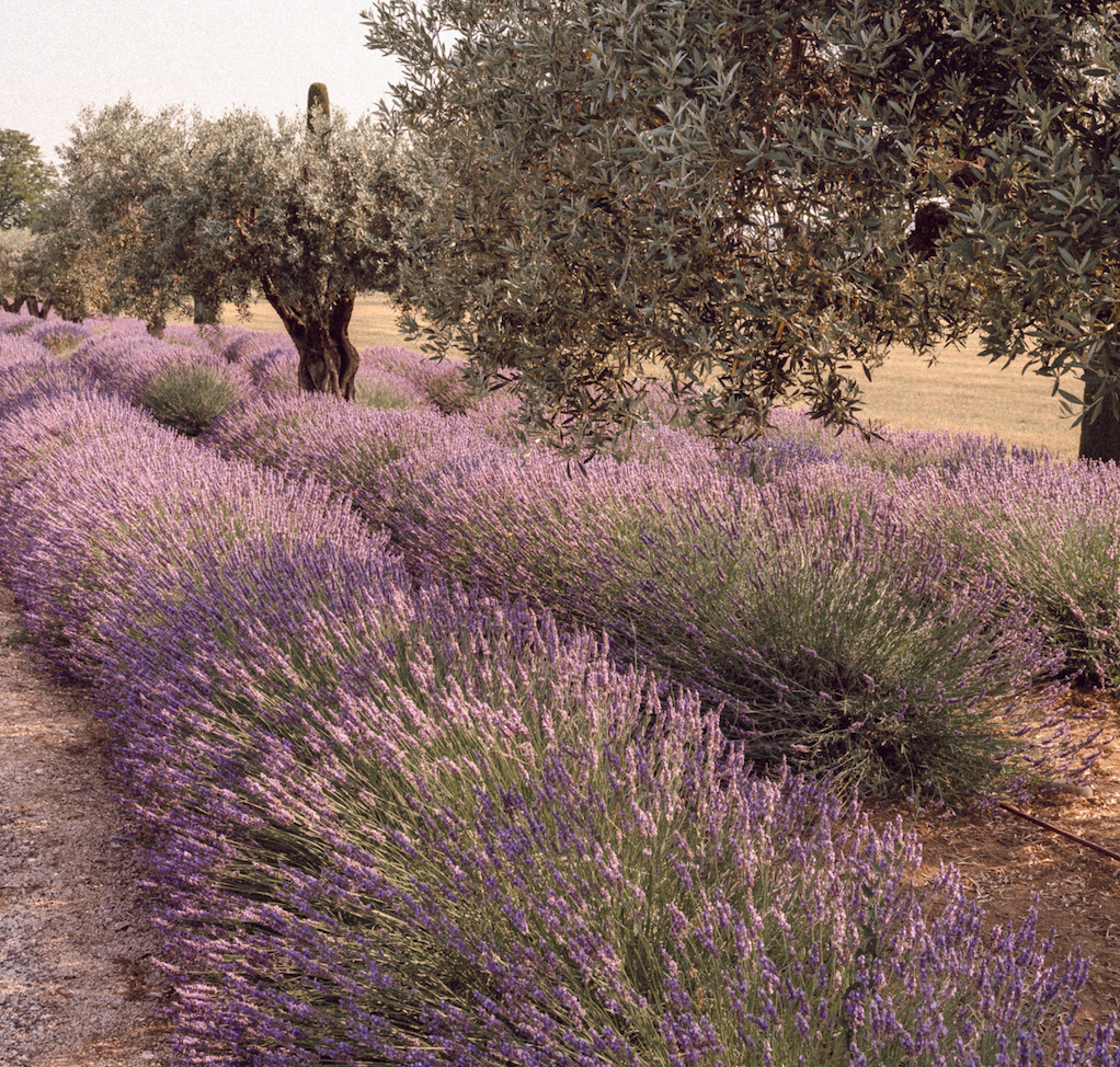 Lavendel, het paarse goud voor je lichaam & geest